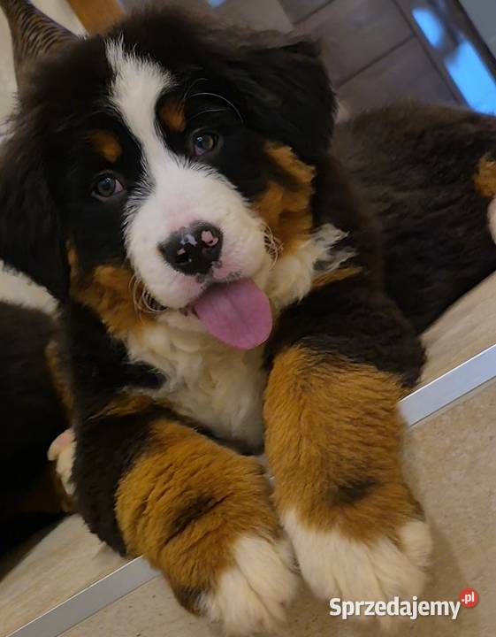 Berneński Pies Pasterski z rodowodem Wieluń