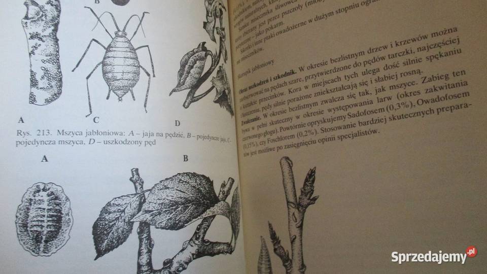 Działka moje hobby działka ogród ogrodnictwo Łódź