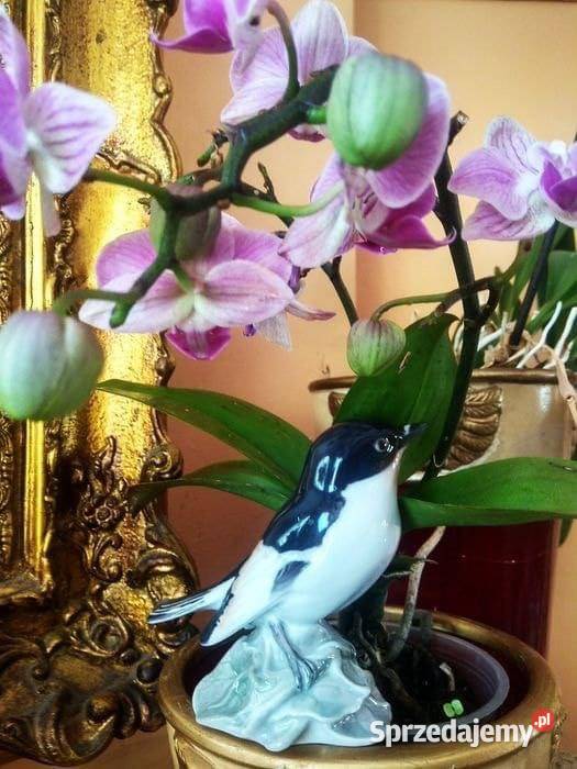 Przepiękny Ptaszek porcelanowy BG Royal Porcelana i szkło