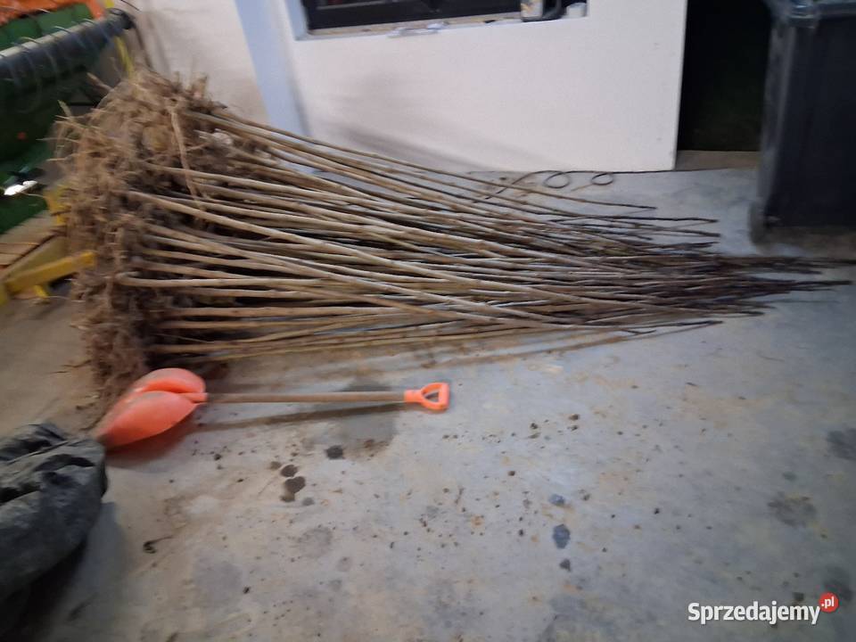 Klon morwa katalpa catalpa modrzew podkładki do