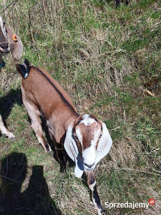 Koziołek anglonubijski NOG dolnośląskie Świdnica sprzedam