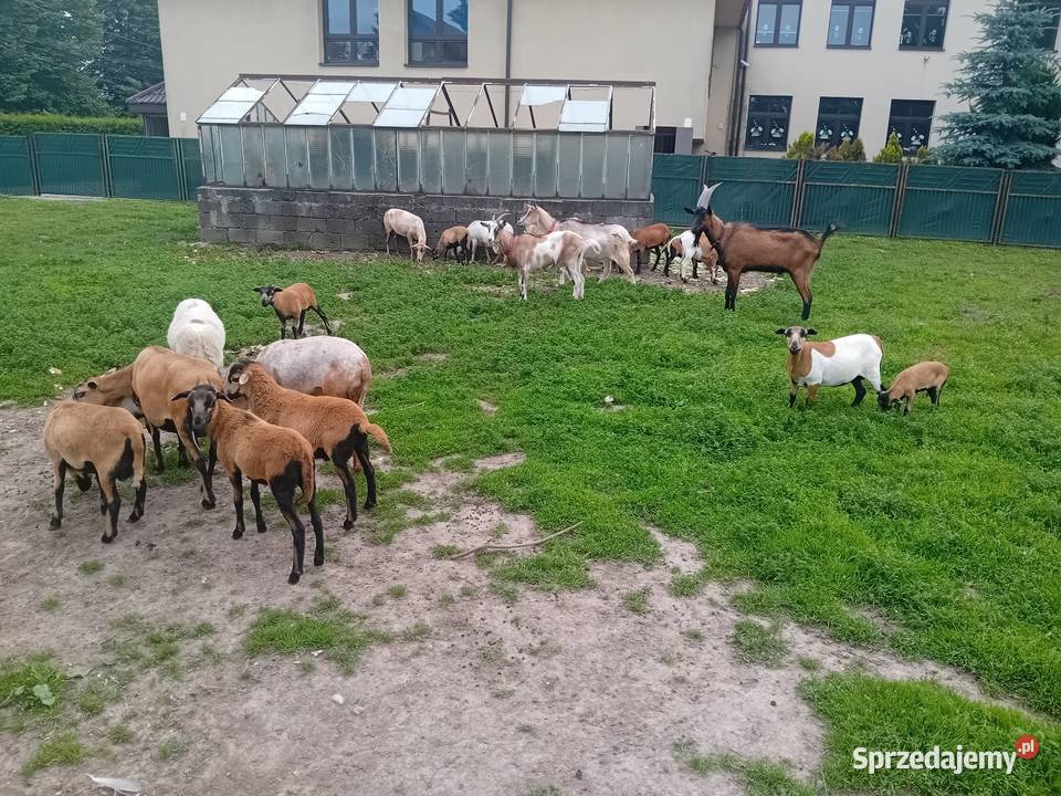 Owce barany kameruńskie Wawrzeńczyce