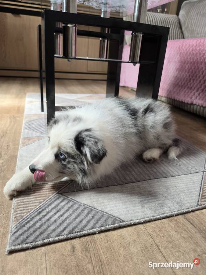 Piesek rasy border collie blue merle łódzkie Kutno