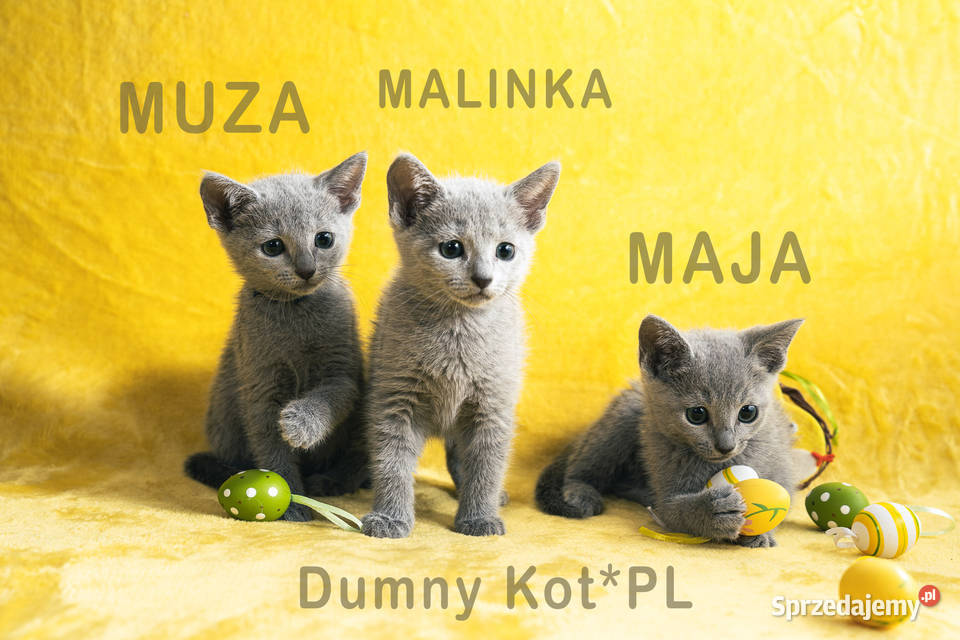 Kocięta Rosyjskie Niebieskie Toruń sprzedam