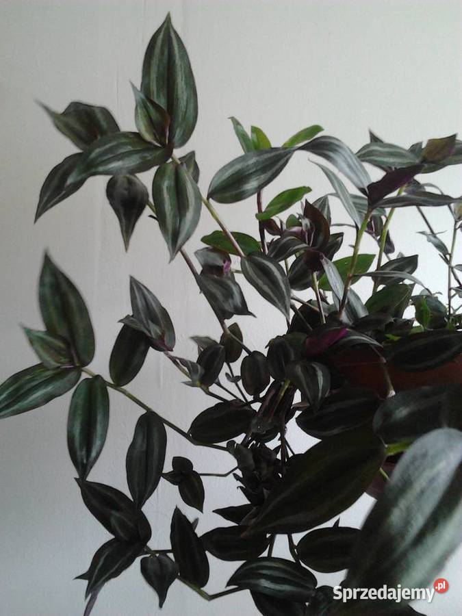 Tradescantia multicolor trzykrotka ciekawa Kraków