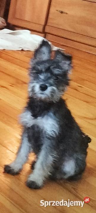 Sznaucer miniaturowy Złotoryja