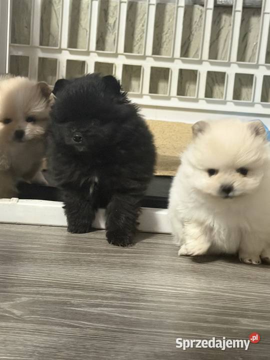 Szpic miniaturowy Pomeranian suczka