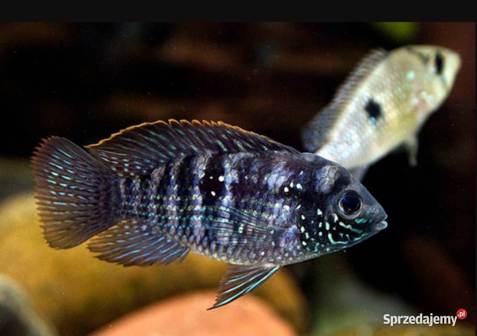 Akara błękitna Andinoacara pulcher BOGATA Gdańsk