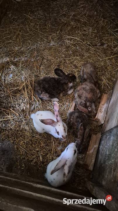 Króliki rex trójbarwny Króliki podkarpackie Dylągowa sprzedam