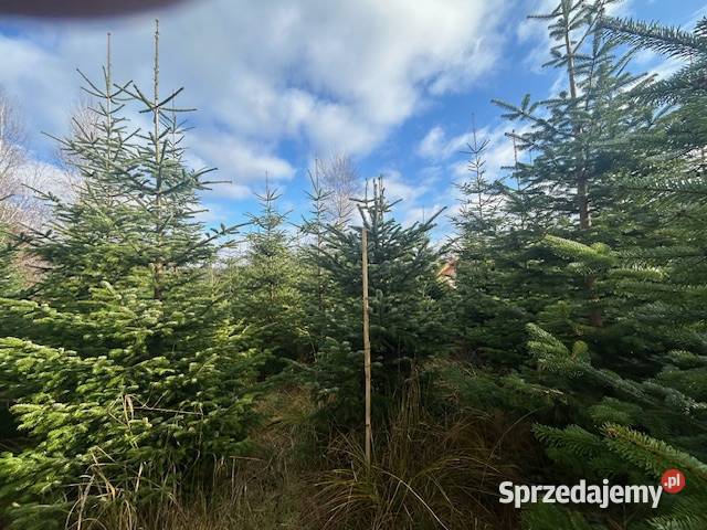 Choinki jodła kaukaska małopolskie Konary sprzedam