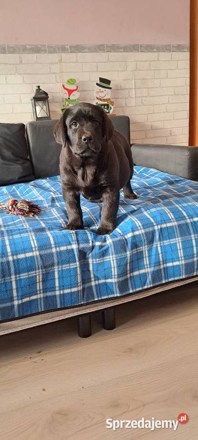 Labrador retriever czarny Pasztowa Wola