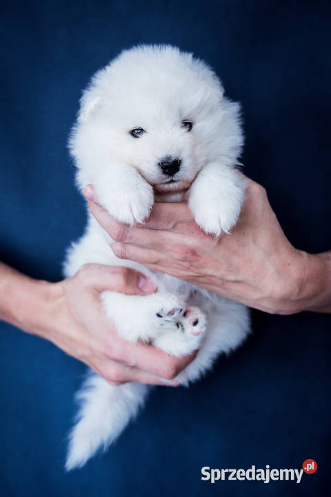 Szczeniaki Samoyed ZKwPFCI championach łódzkie Łódź