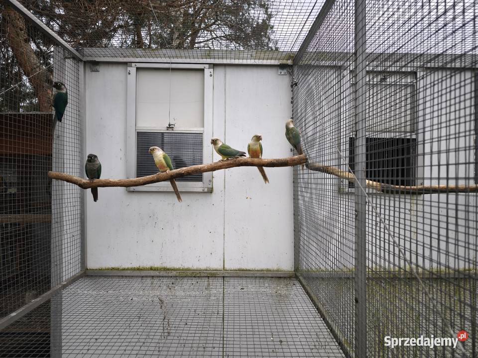Rudosterka Rudosterki Papuga Przeciszów sprzedam