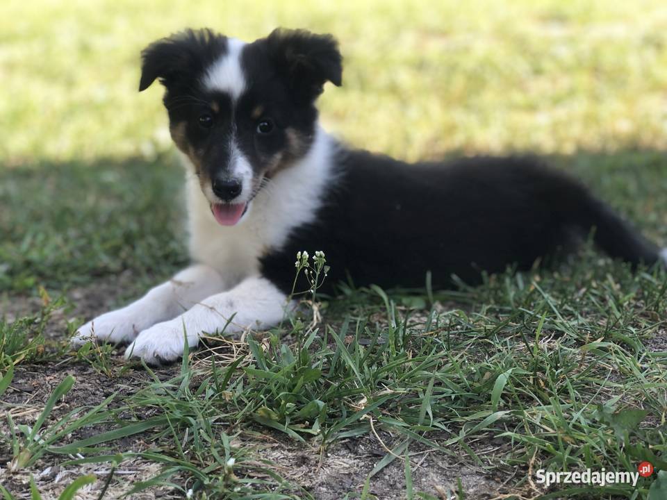 Ayla sheltie suczka tricolor Owczarek