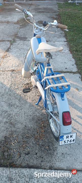 Komar sztywniak Krosno