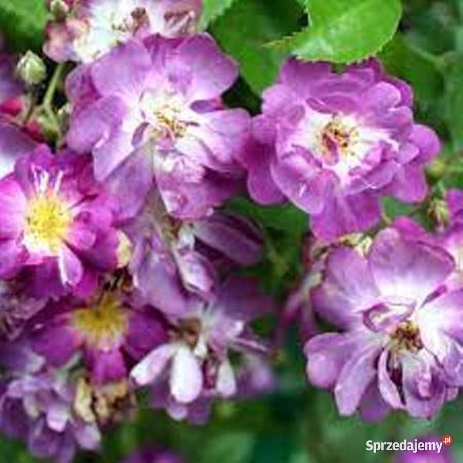 Róża pnąca 'Veilchenblau'