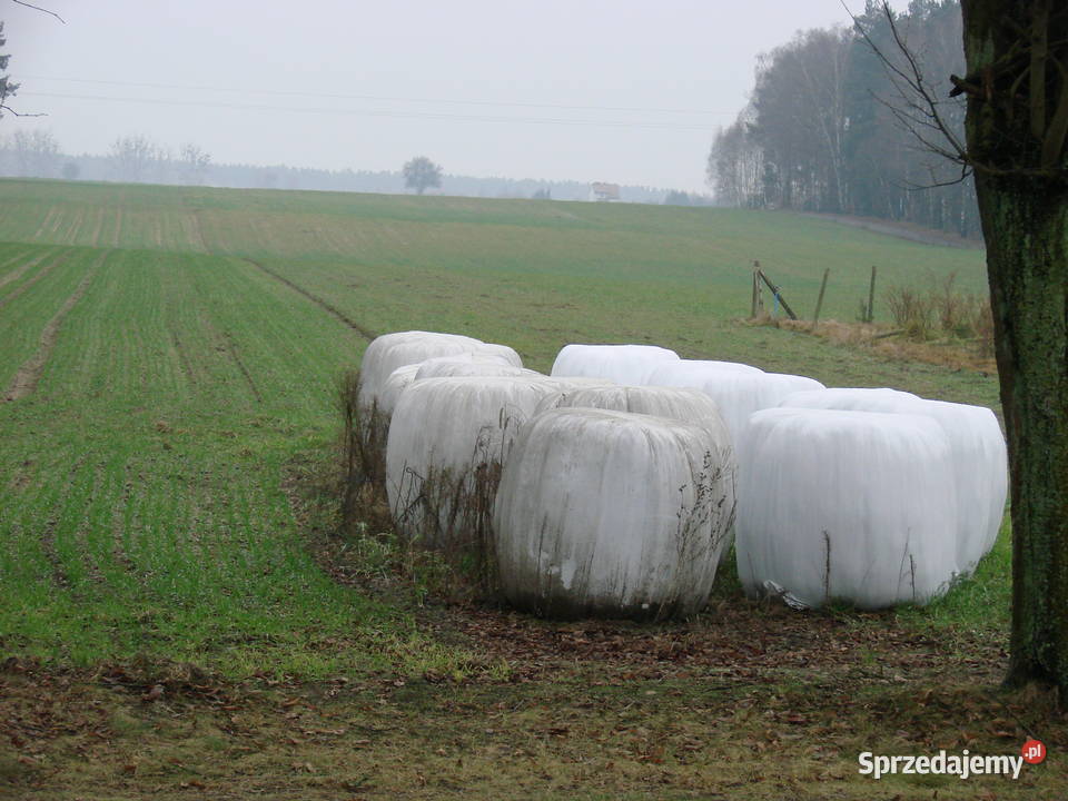 sianokiszonka Produkcja roślinna Oborniki
