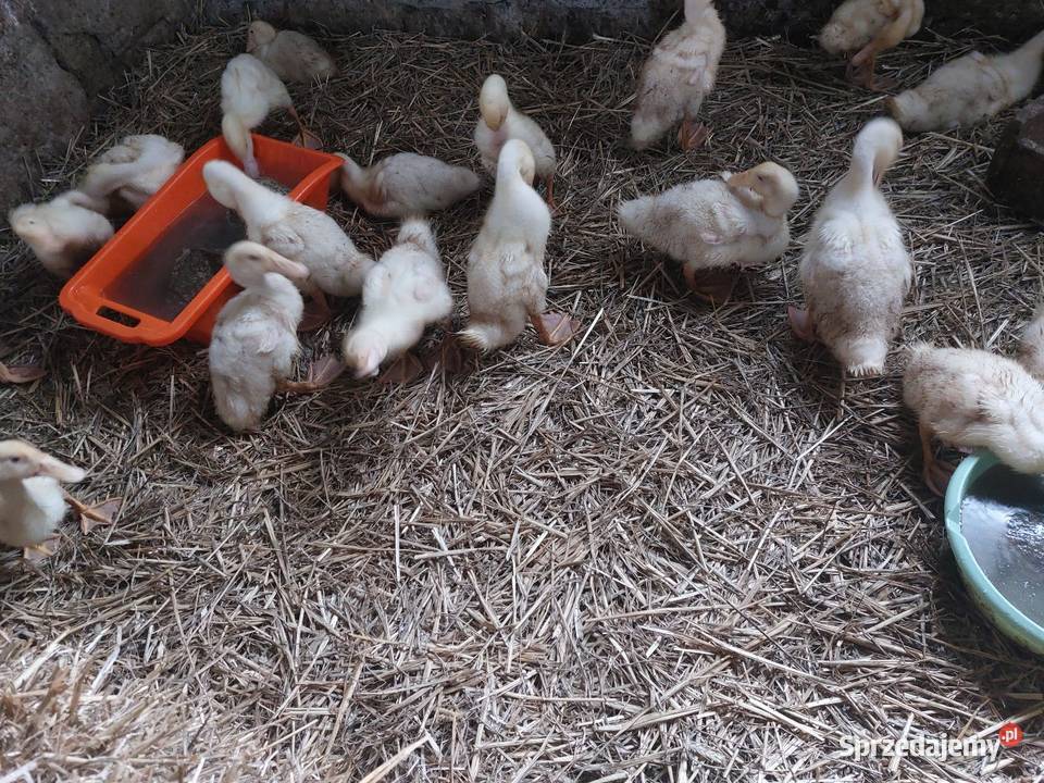 Sprzedam kaczki 3 tygodniowe Złotków