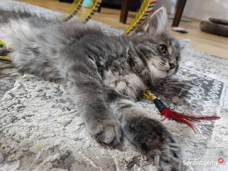 Urocza kotka Maine coon Krasnystaw