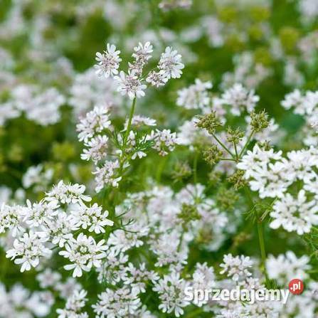 Kolendra siewna wysyłka