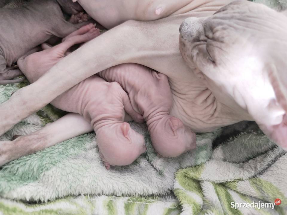 Kot Sfinks Sfinks Stęszew