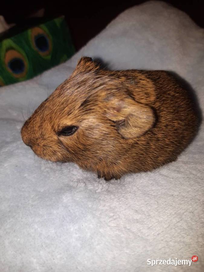 Świnka morska samiec łódzkie Poddębice