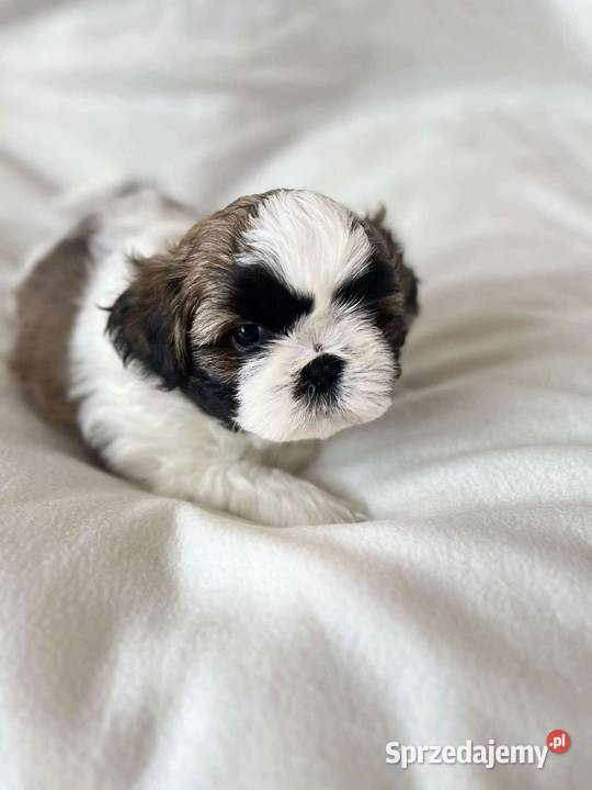 Śliczne szczenięta shih Tzu Kaszów sprzedam