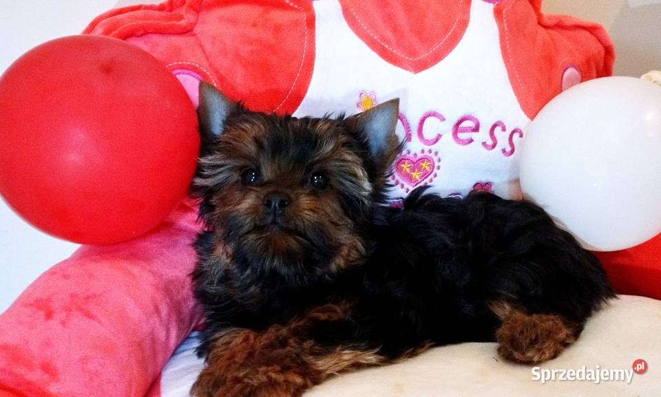 York szczeniaki rodowodowe Championach Wrocław