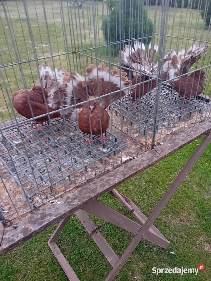 Pawiki żółte czerwone na lęcie Siedlce