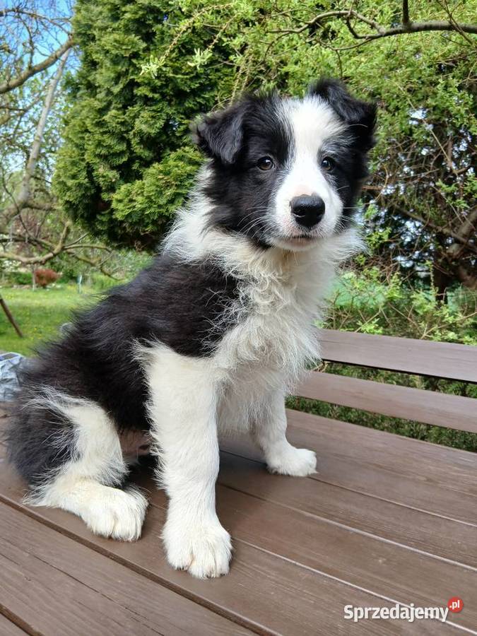 Border collie z rodowodem Toruń