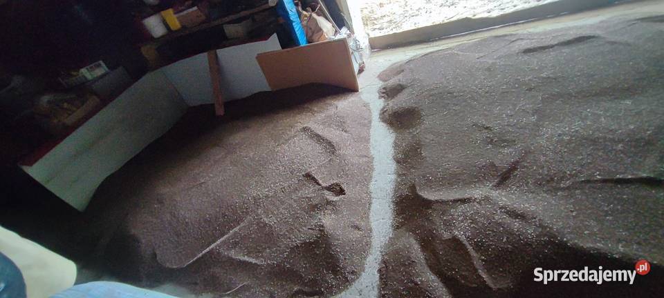 Facelia 2025 nasiona poplon miododajna podlaskie Usnarz Górny