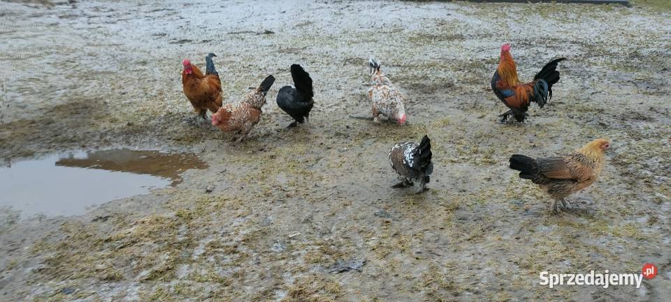 Jajka lęgowe kur karzełki liliputki Tokarówka