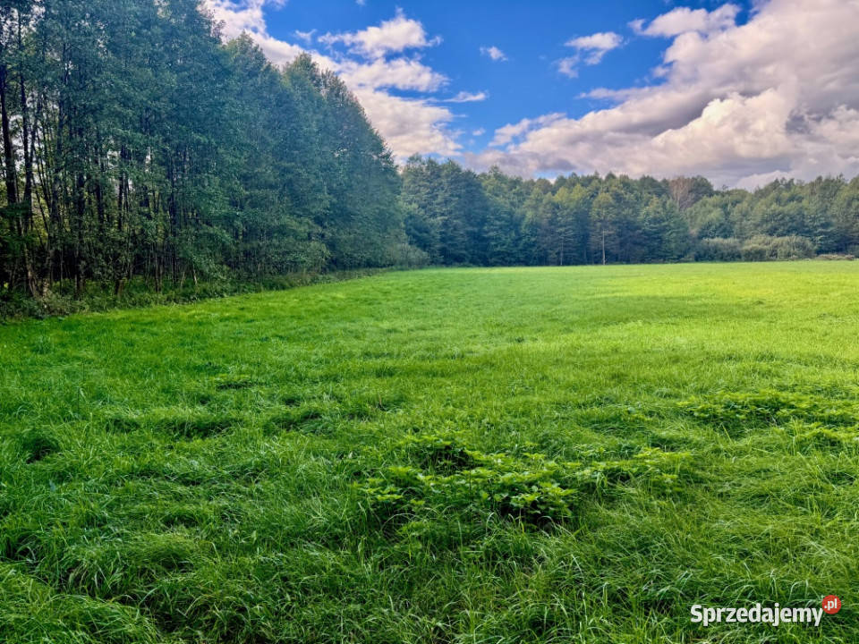 Wyjątkowa działka 242 ha wśród zieleni Cisza Sprzedaż Nitki