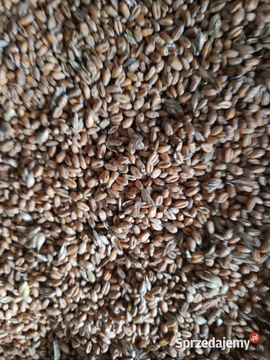 Sprzedam pszenicę ozimą i owies jary Dratów