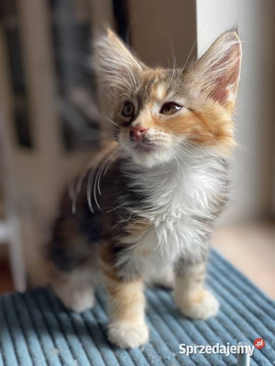 Kotki maine coon szylkretki Góra Kalwaria