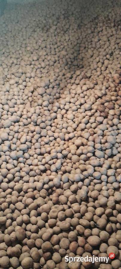 Sadzeniaki podlaskie Kolno