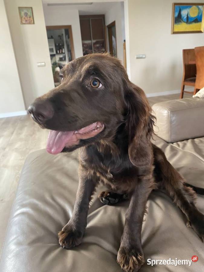 Sprzedam Płochacz NiemieckiWachtelhund Zwierzęta śląskie Kamyk