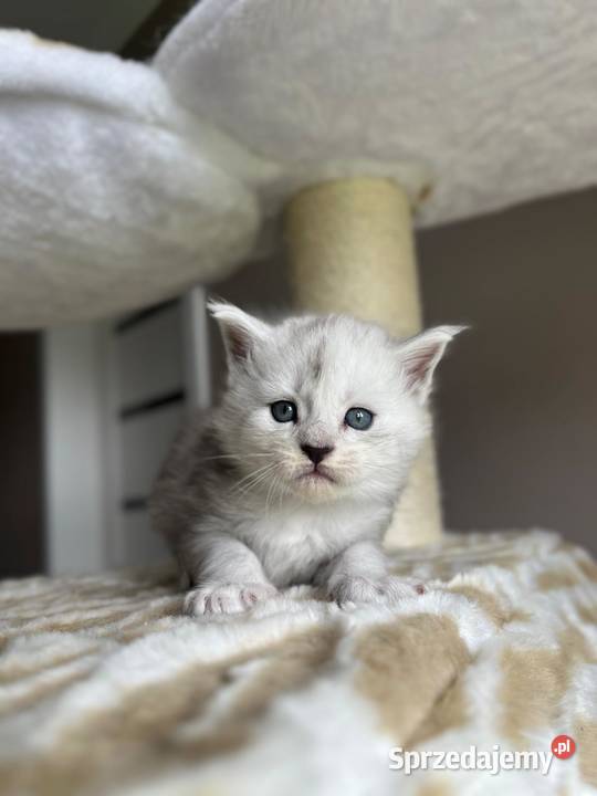 Jaskier kocur Maine Coon Maine Coon Szembruk sprzedam