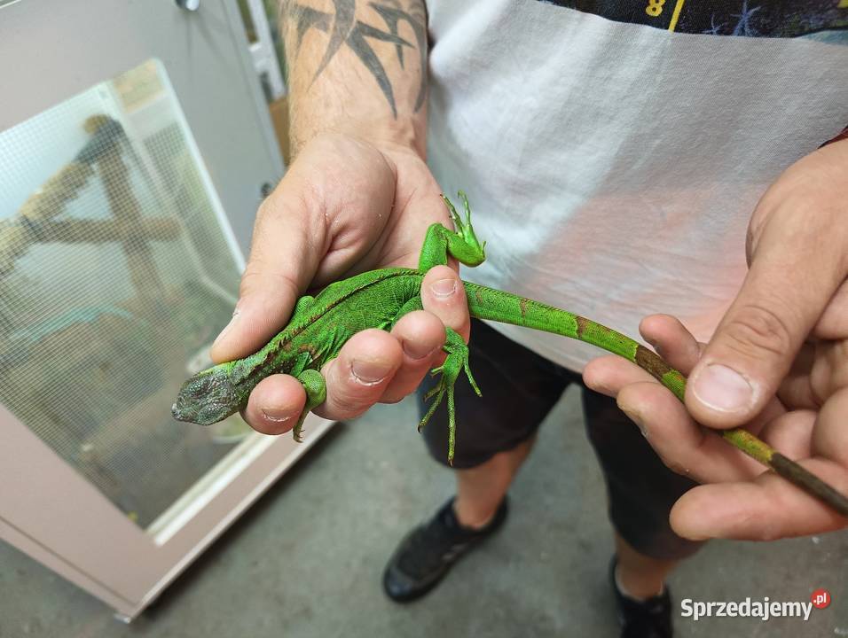 Legwan zielony Iguana Red blue i green Gady i płazy Jawor sprzedam