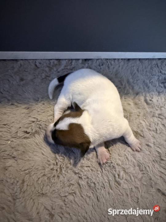 Jack russell terrier szczeniak suczka Dębie
