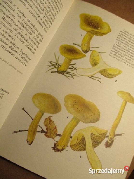 Grzyby leśne grzyby grzybiarstwo runo leśnelas Poradniki, albumy i reportaże Łódź