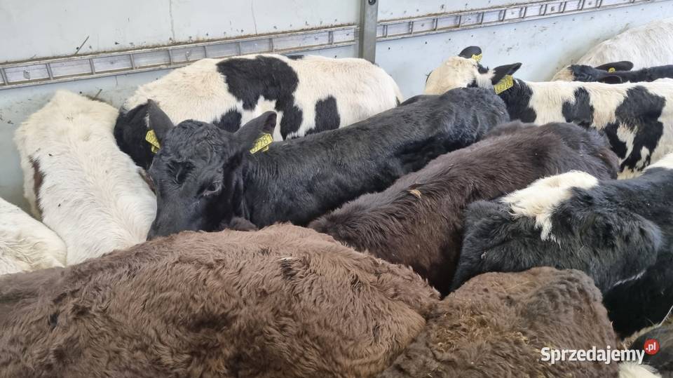 Sprzedam cielaki mięsne I mieszańce POLSKI TOWAR Aleksandrów Łódzki