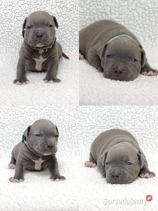 American staffordshire terrier Brzeg