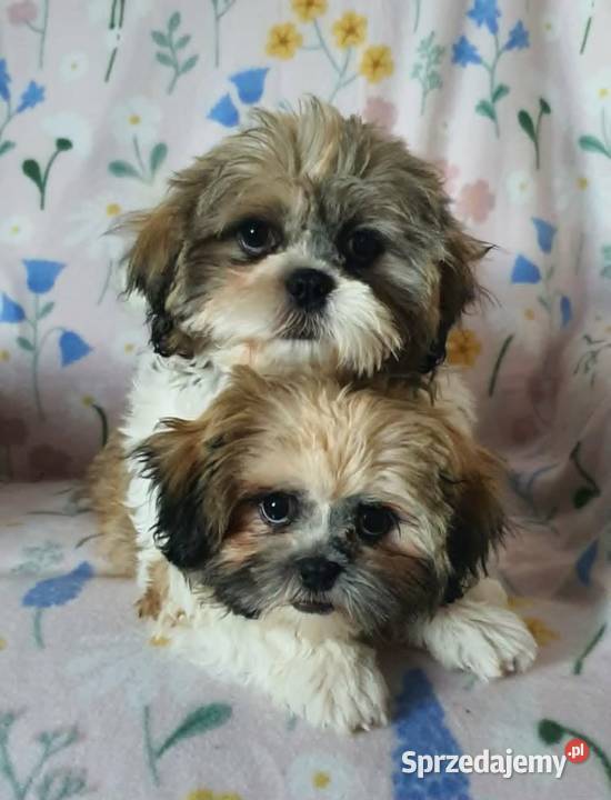 Śliczny Piesek Shih Tzu Puławy