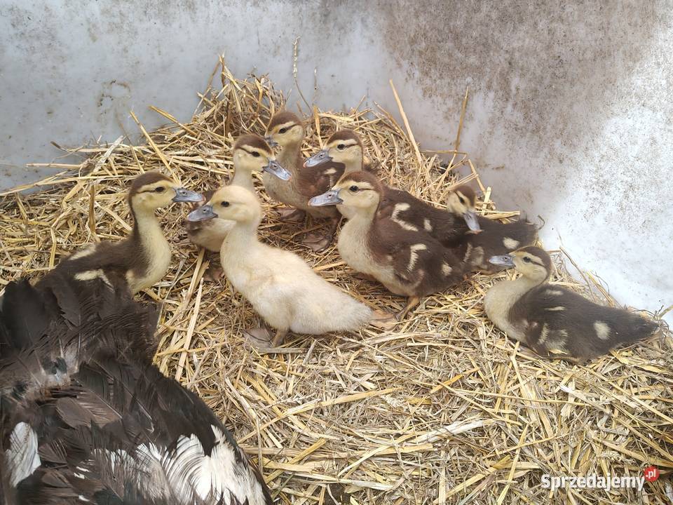 Kaczki kaczuszki call duck i francuskie piżmowe Ptaki Łask