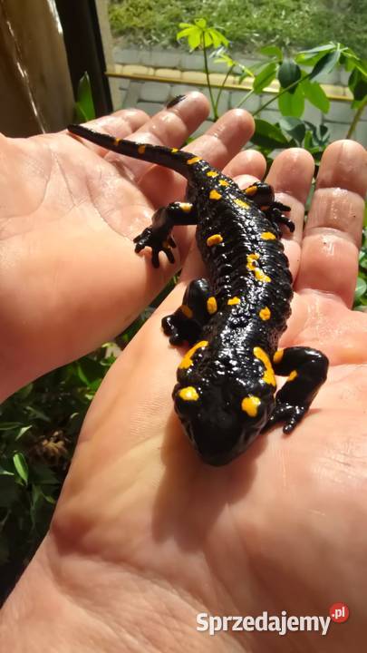 Gekon kameleon jaszczurka salamandra Zwierzęta Kijany