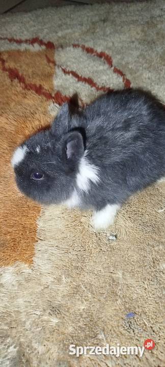 Króliczki miniaturki Mierzowice