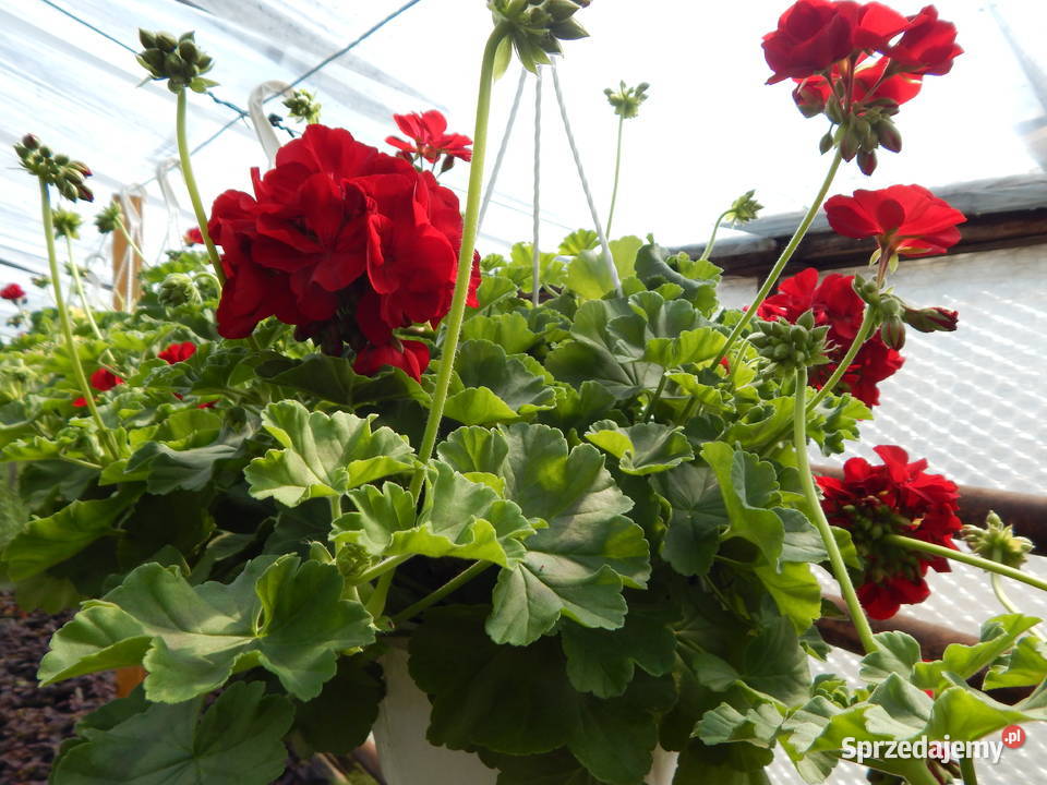 Rozsady sadzonki kwiatów warzyw bacopa komarzyca Ostrowy nad Okszą