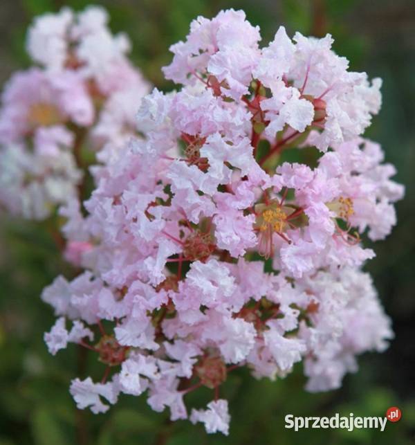 LAGERSTROEMIA WITH LOVE BABE sadzonki w Ustronie