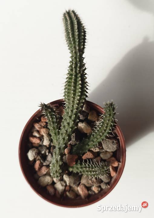 Echidnopsis chrysantha sukulent miniatura Warszawa